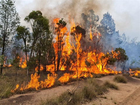 Tara Bushfires